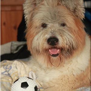 Unknown Breed