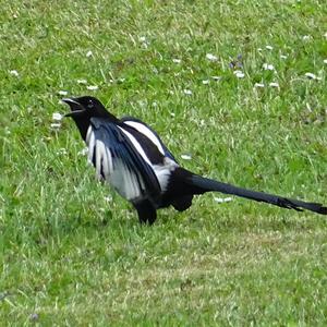 Black-billed Magpie