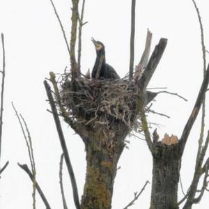 Great Cormorant