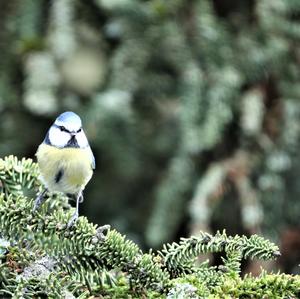 Blue Tit