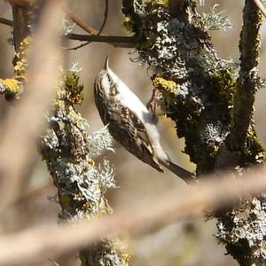 Short-toed Treecreeper