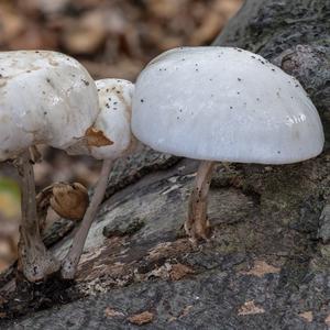 Porcelain Fungus