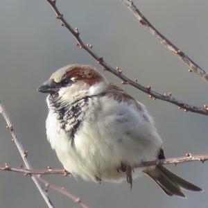 House Sparrow