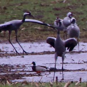 Common Crane