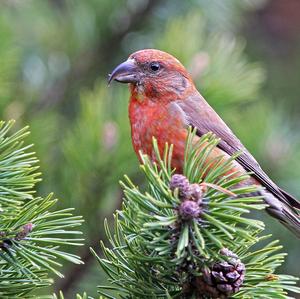 Red Crossbill