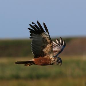 Western Marsh-harrier