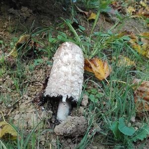 Shaggy Mane