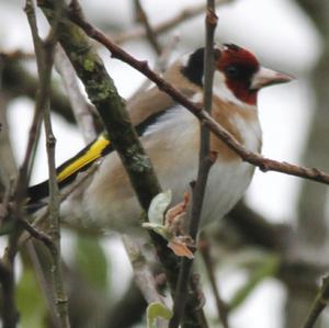 European Goldfinch