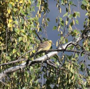 Yellowhammer