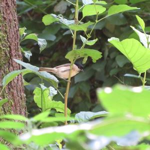 Willow Tit