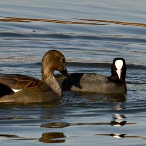 Gadwall