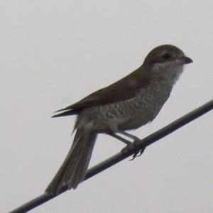 Red-backed Shrike