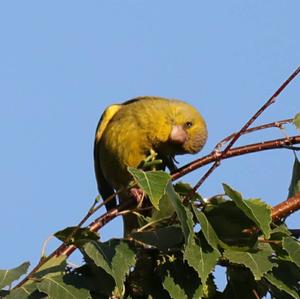 European Greenfinch