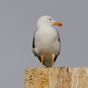 Yellow-legged Gull