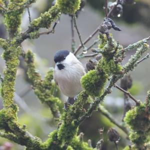 Marsh Tit