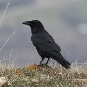 Common Raven