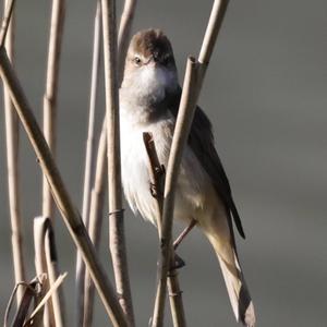 Great Reed-warbler