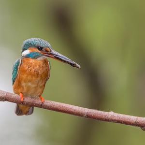 Common Kingfisher