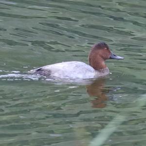 Common Pochard