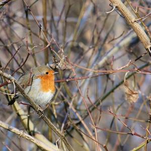 European Robin