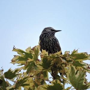 Common Starling