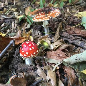 Fly Agaric