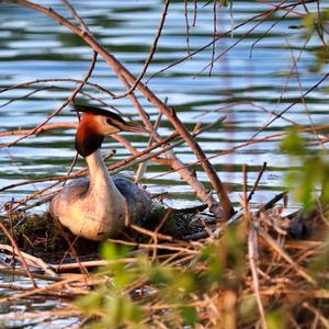 Great Crested Grebe