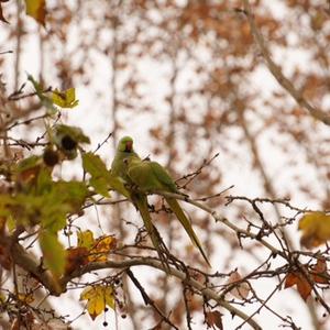 Rose-ringed Parakeet