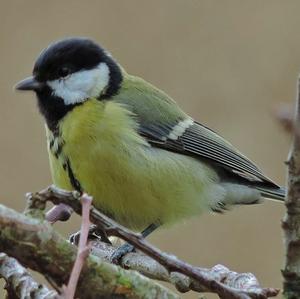 Great Tit