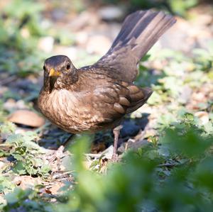 Eurasian Blackbird