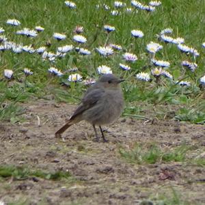 Black Redstart