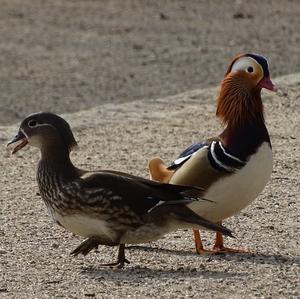 Mandarin Duck