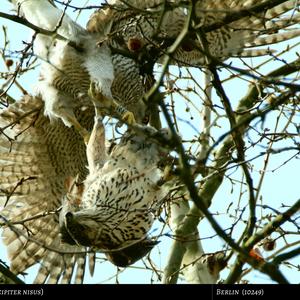 Eurasian Sparrowhawk