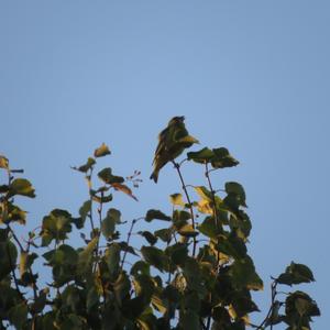 European Greenfinch