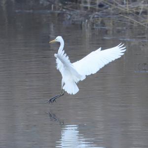 Great Egret