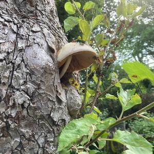 Tree Volvariella