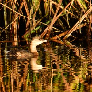 Little Grebe