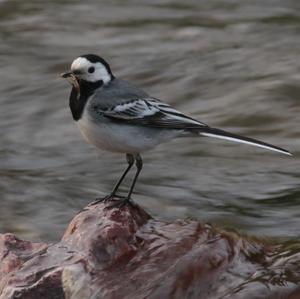 White Wagtail