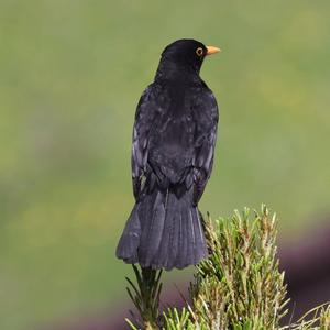 Eurasian Blackbird