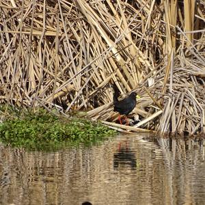 Black Crake