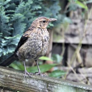 Eurasian Blackbird