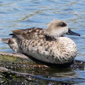 Marbled Teal