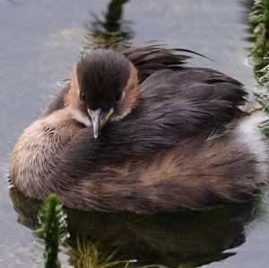 Little Grebe