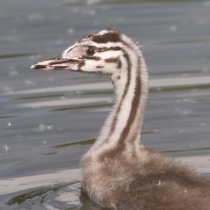 Great Crested Grebe