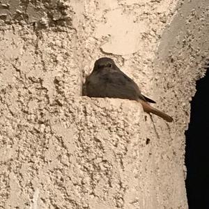 Black Redstart