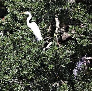 Great Egret