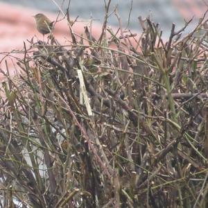 Winter Wren