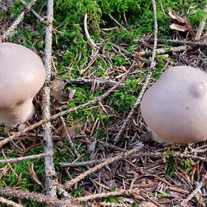 Stump Puffball