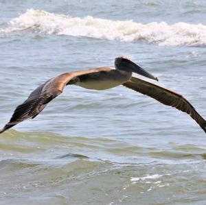 Brown Pelican