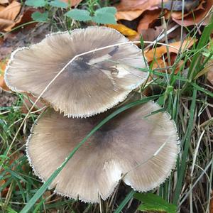 Broad-gilled Agaric